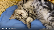 Youtube,猫カフェ_ちぐら